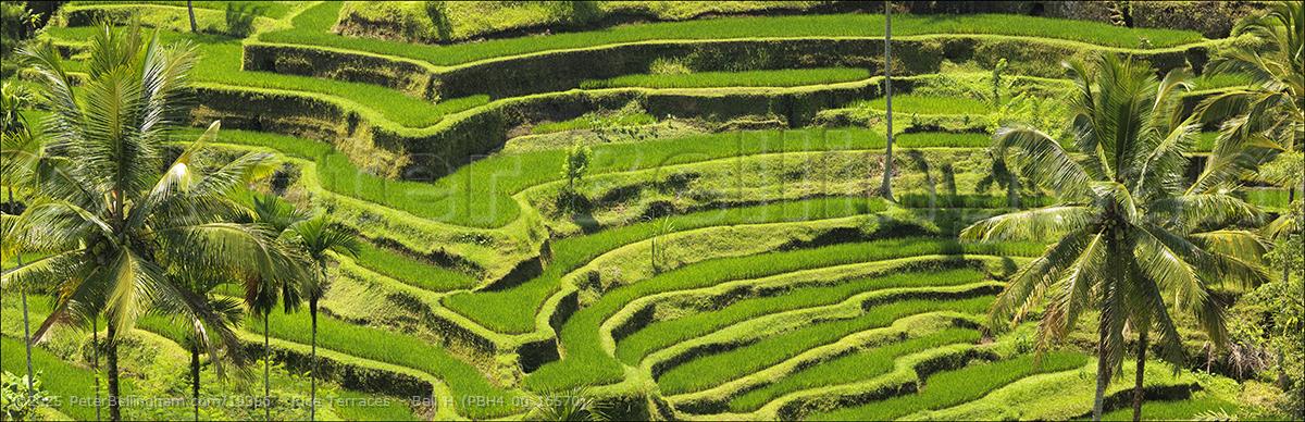 Peter Bellingham Photography Rice Terraces - Bali H (PBH4 00 16570)